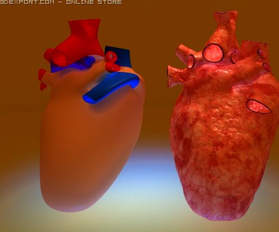 Heart 3D Model