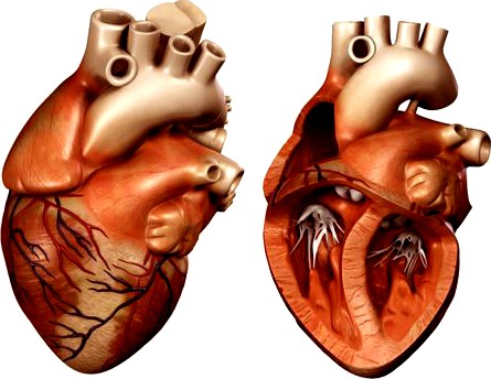 Heart 3D Model