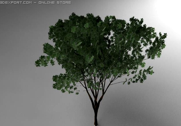 Keyaki tree 3D Model