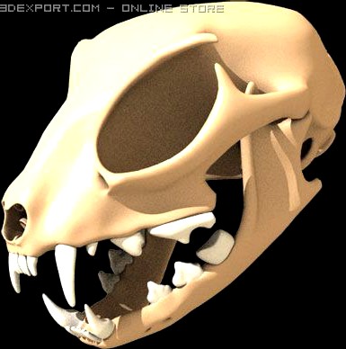 Cat skull 3D Model