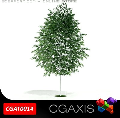 Birch Tree CGAXIS tree 14 3D Model