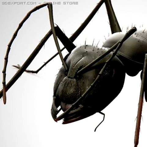 Ant 3D Model