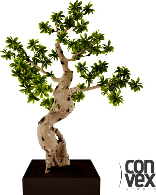 Potted Plant16 3D Model