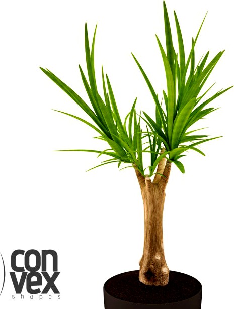 Potted Plant19 3D Model