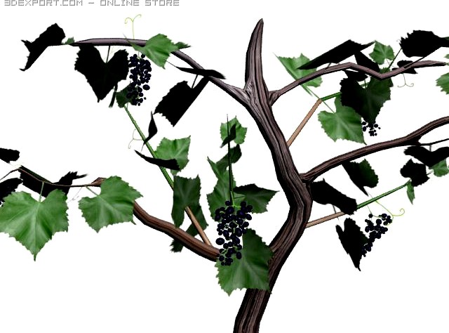 Wine tree 3D Model