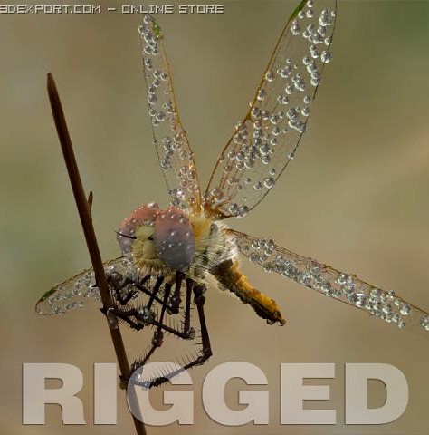 Dragonfly Rigged 3D Model