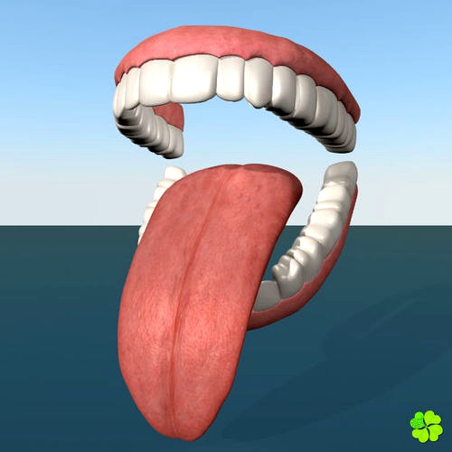 Teeth and tongue rigged low poly