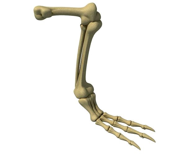 Pigeon Leg Skeleton