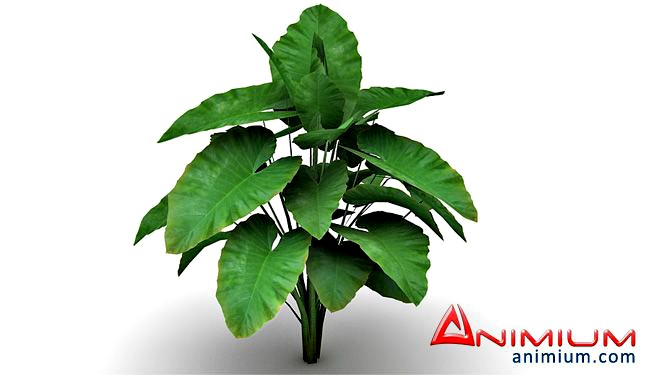 Alocasia 3d model