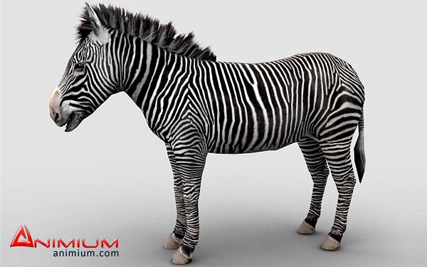 Zebra 3d model