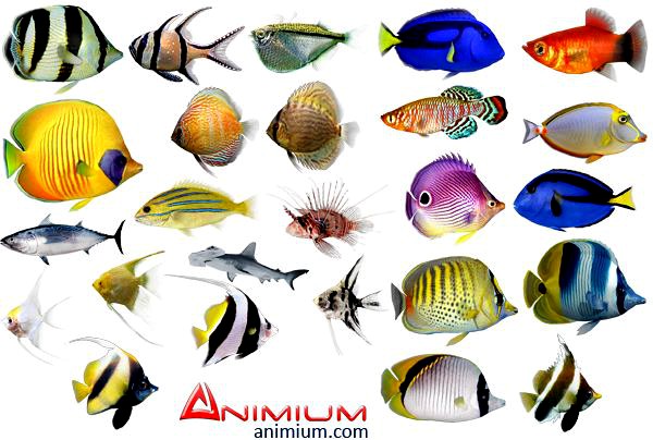 Tropical fish 3d model collection