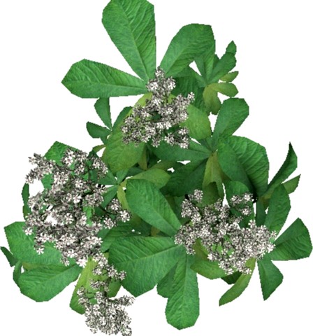 Rodgersia 3D Model