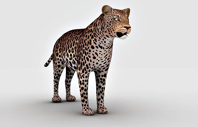Leopard 3d model