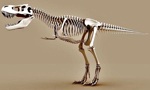 Tyrannosaurus Rex skeleton free 3d model