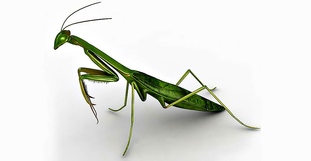 Praying Mantis 3d model