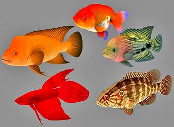 Fish Collection 08