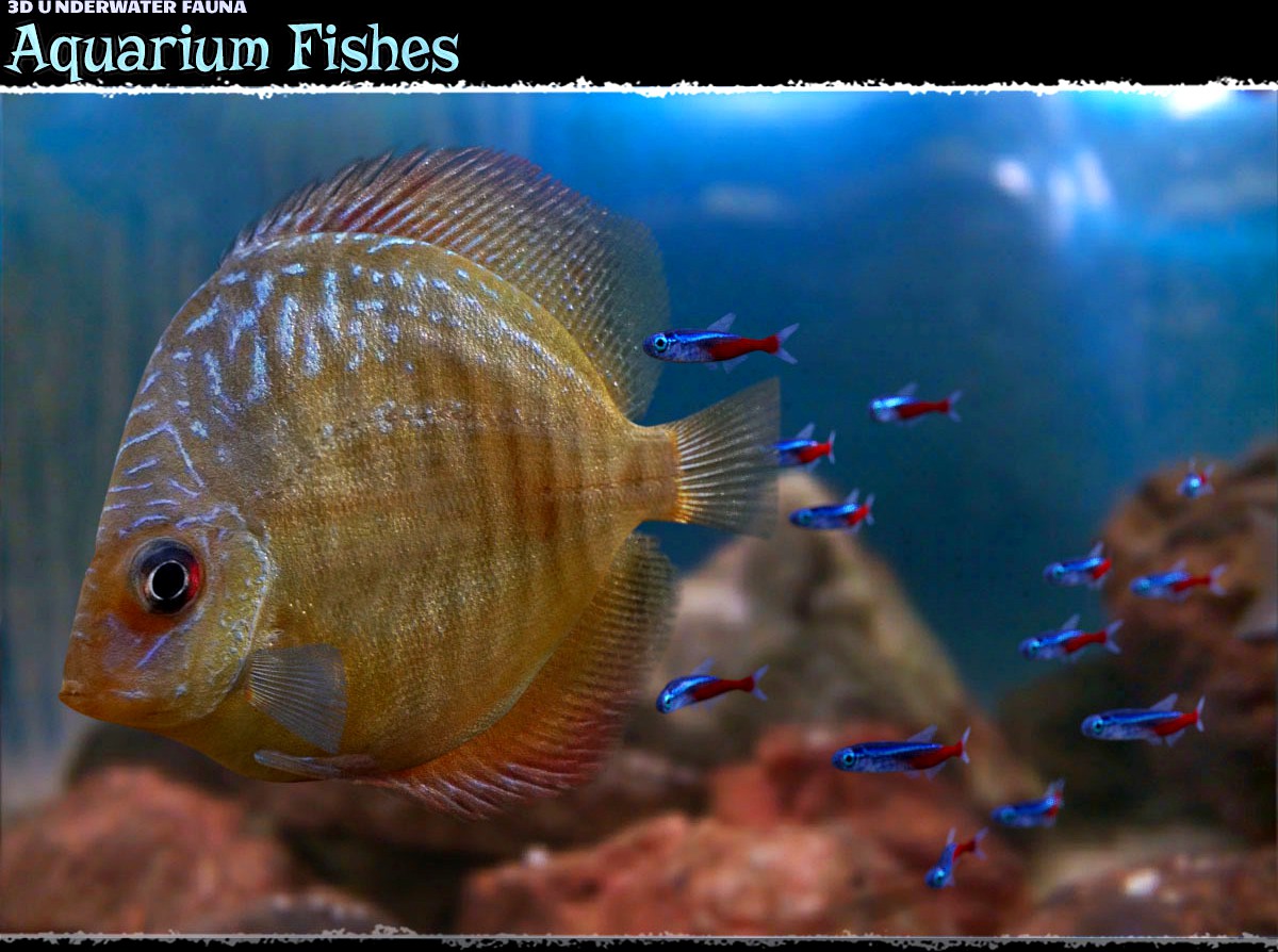 3D Underwater Fauna: Aquarium Fishes - Extended License