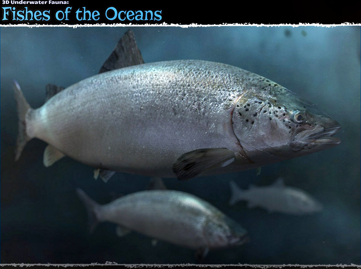 3D Underwater Fauna: Fishes of the Ocean