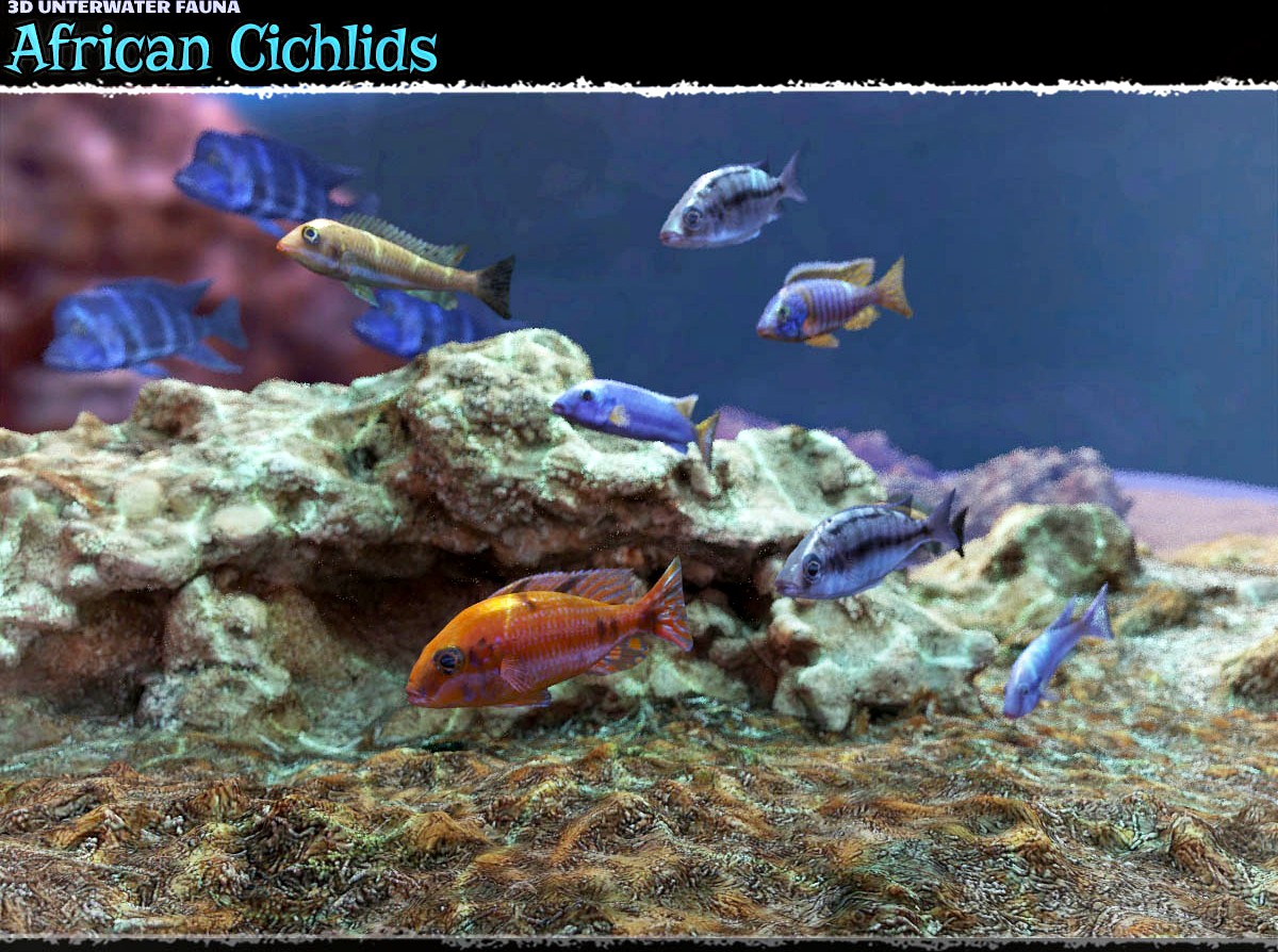 3D Underwater Fauna: African Cichlids - Extended License