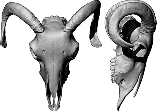 Череп барана скан (ОМ)