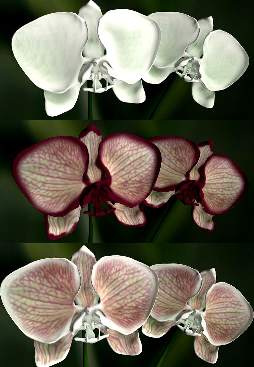 Orchid Phalaenopsis