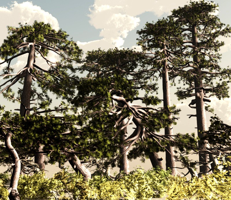 Jeffrey Pine DR - Extended License