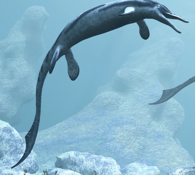 CymbospondylusDR - Extended License