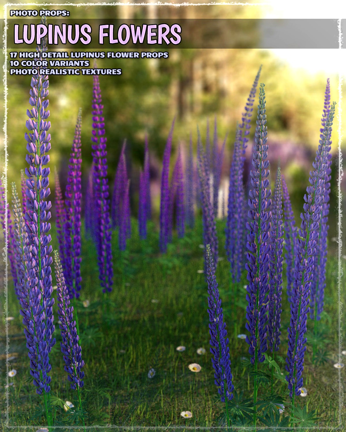 Photo Plants: Lupinus Flowers