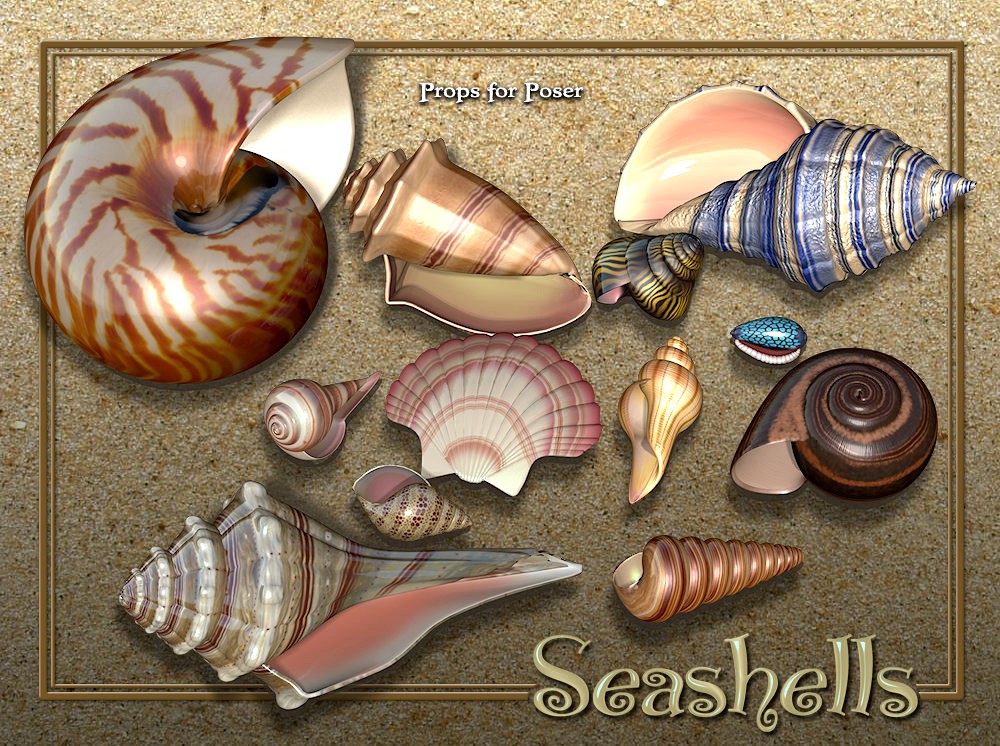 Exnem Seashells