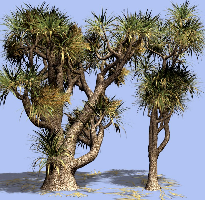 Cabbage Tree DR