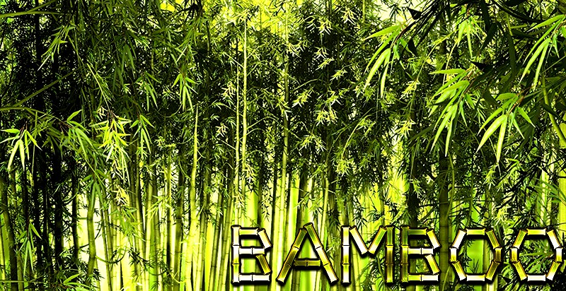 Bamboo