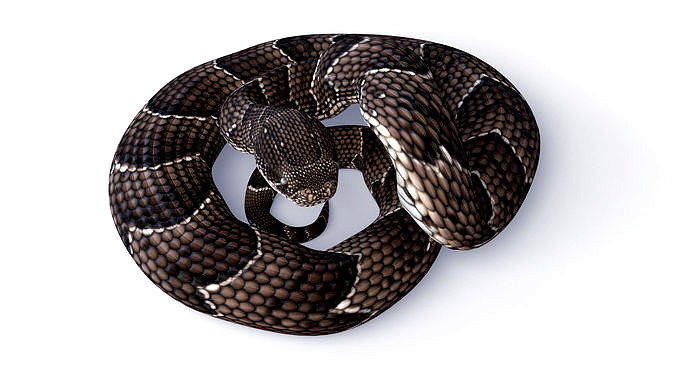 Rigged Puff Adder Snake