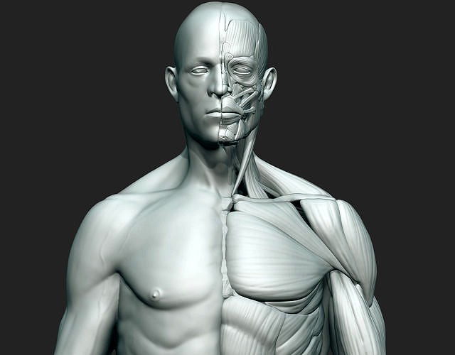 Anatomy sculpt
