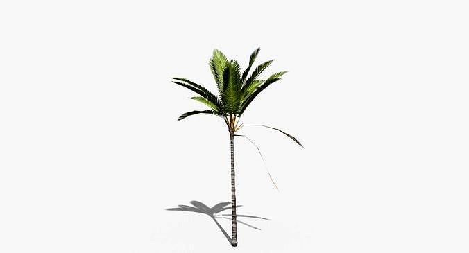 Coconut Palm Tree 16698