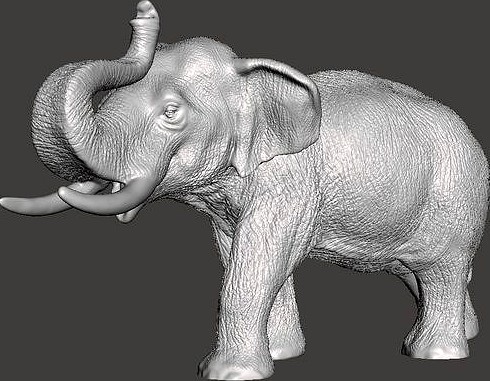 Elephant  model