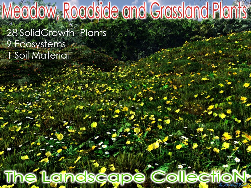 Meadow Roadside and Grassland Plants