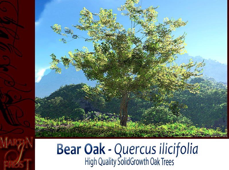 Bear Oak Bundle