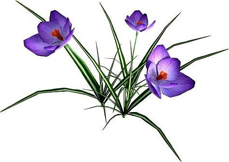 Crocus