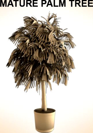 Mature Palm 3D Model