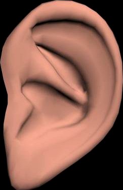 Ear 3D Model