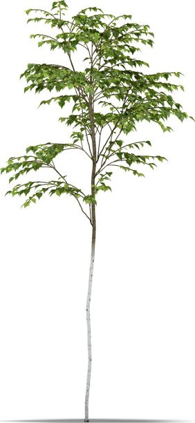 Birch 3D Model