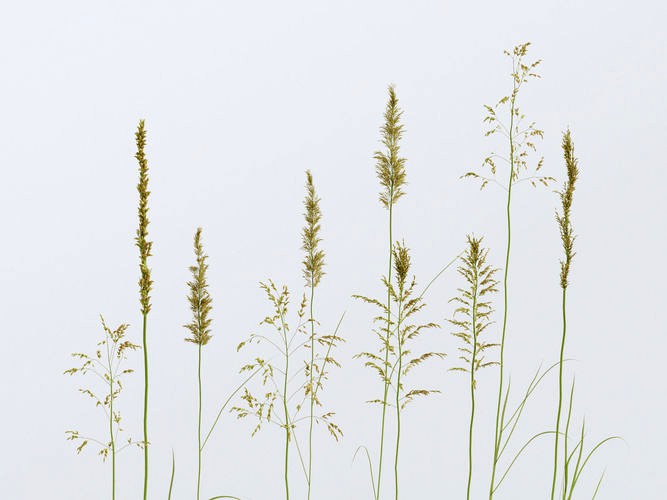Meadow-Grass Bundle