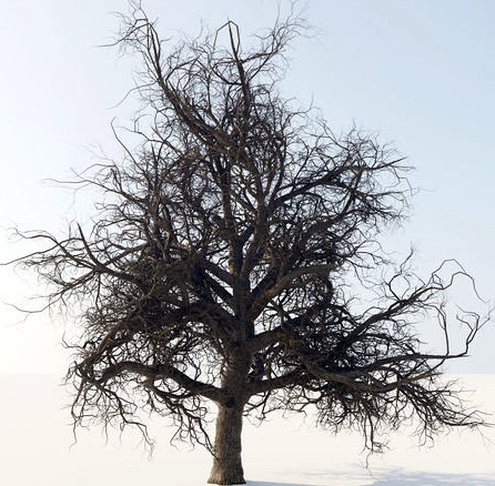 Oak tree