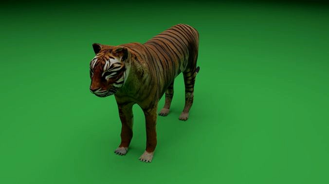 Tiger Low Poly
