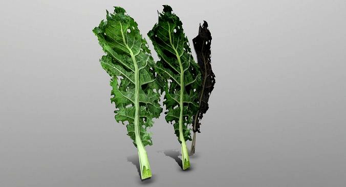 Kale Leaf