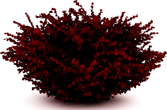 CGAxis Red Leaf Japanese Barberry 3D Model