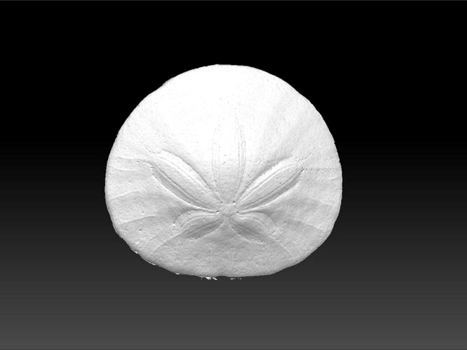 Sand Dollar Sea Urchin 3D Scan