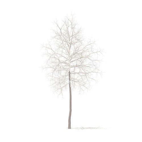 American Sweetgum with Snow 2point9m