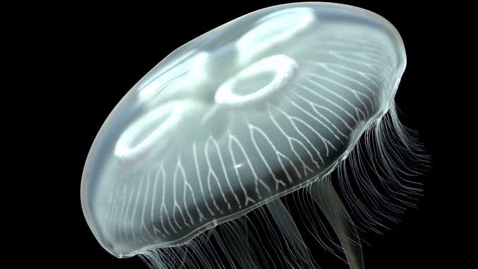 Jellyfish rigged and animated for Cinema 4d