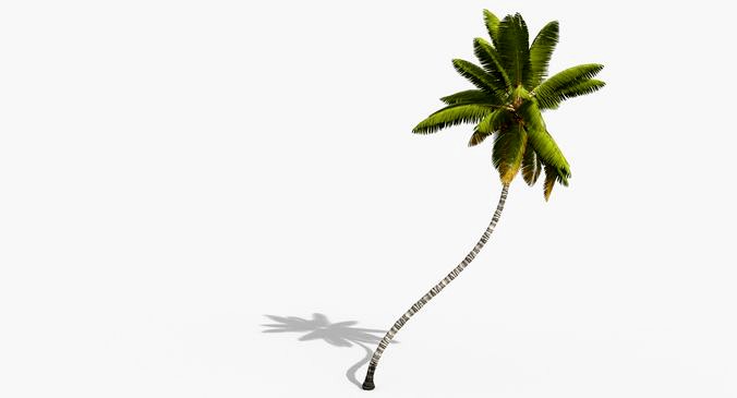 Coconut Palm Tree 11214